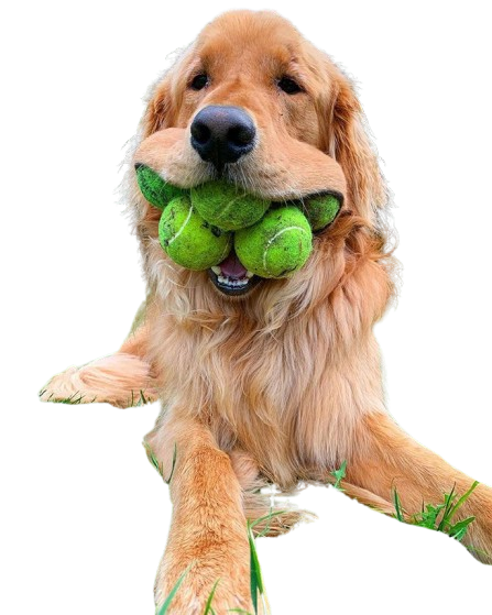 Paws & Play