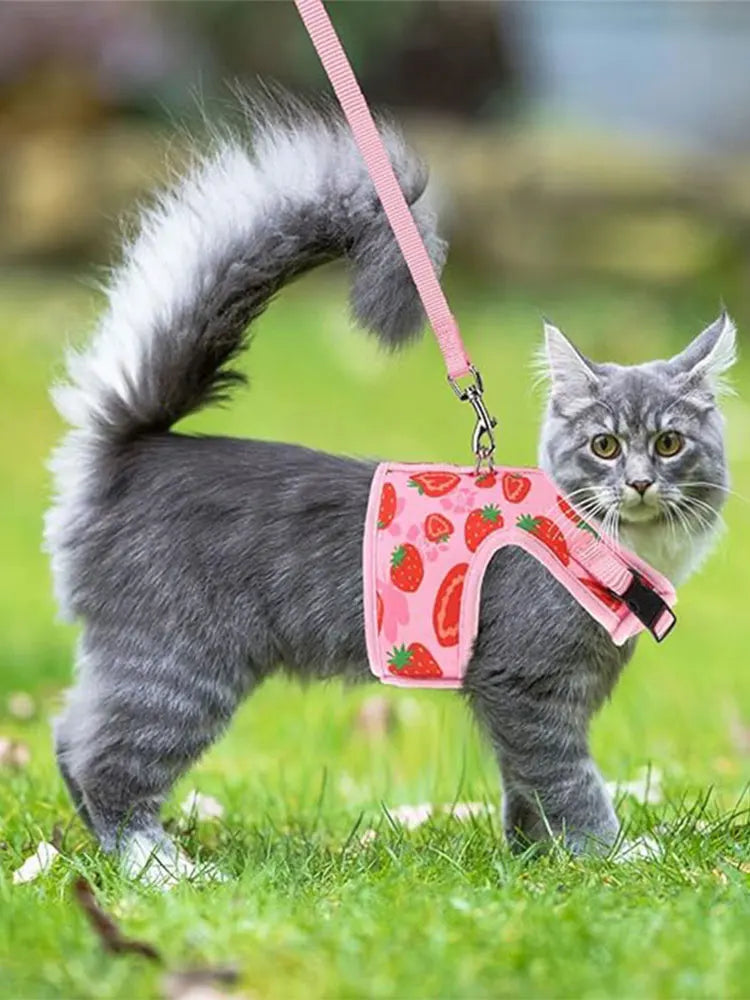 Strawberry Leash