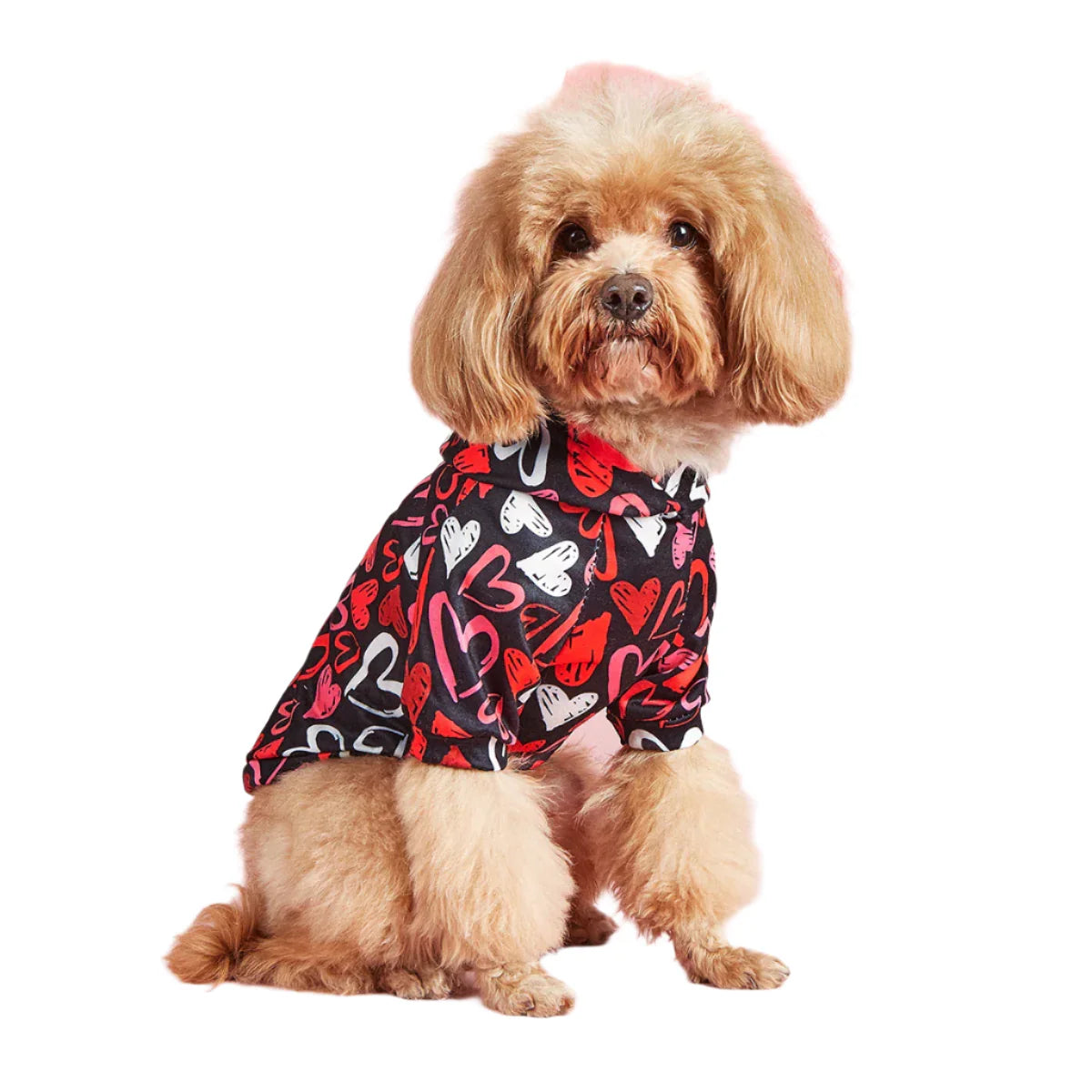 Love at First Bark