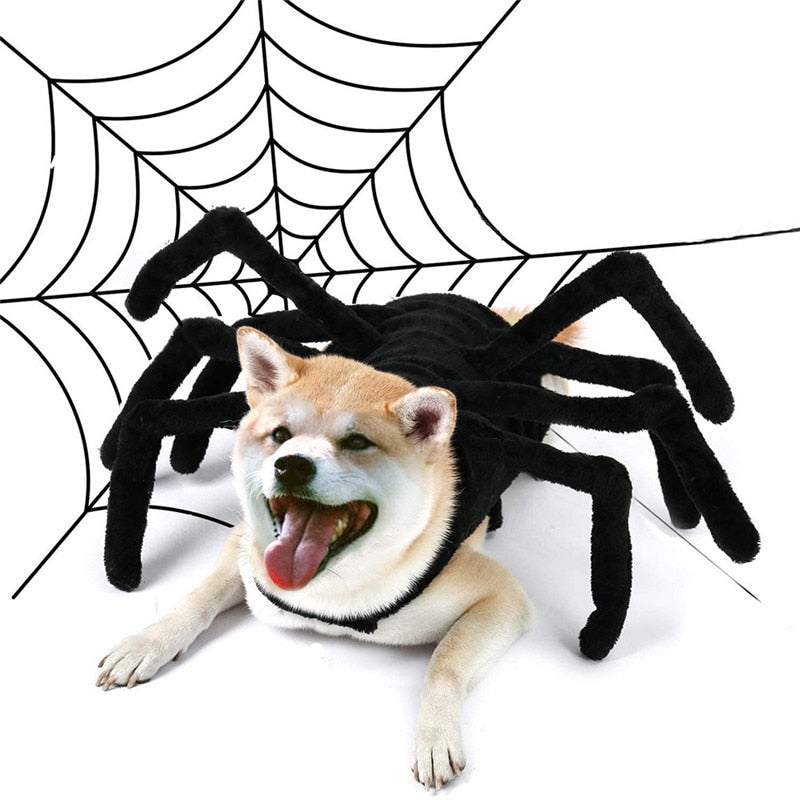 Spider